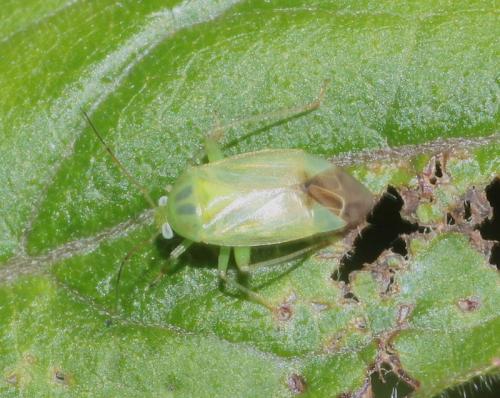 Apolygus lucorum